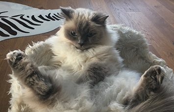 Deluxe Katzenhotel Katzenpension Tierhotel