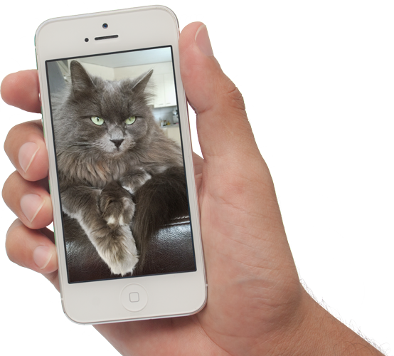 iPhone Deluxe Katzenhotel iPhone Deluxe Katzenhotel Katzenpension Webcam Preise