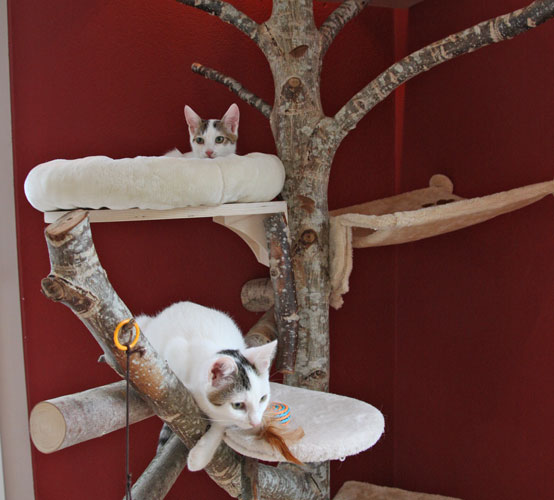 Katzen-suchen-neues-Zuhause-3