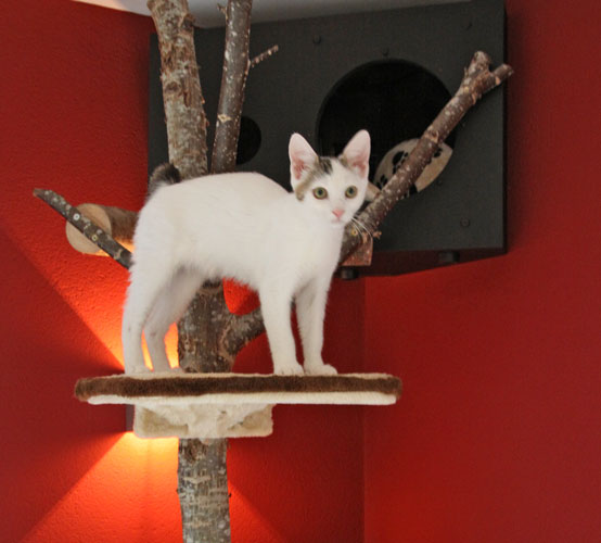 Katzen-suchen-neues-Zuhause-4 Tierhotel