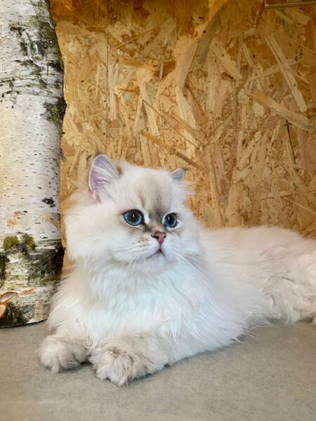 Weisse Katze liegt vor einem Katzenbaum im Deluxe Katzenhotel in Reinach